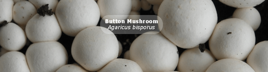 ICAR-Directorate of Mushroom Research, Solan