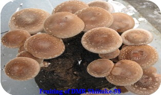 DMR Shiitake-38-1