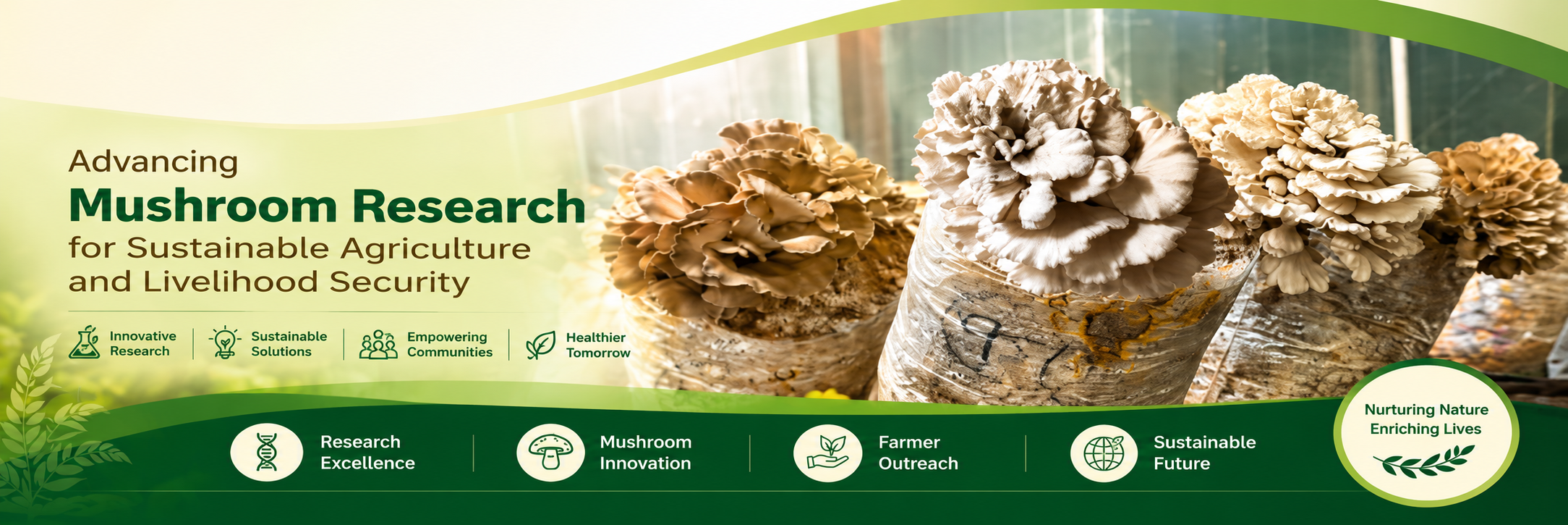 Maitake Mushroom