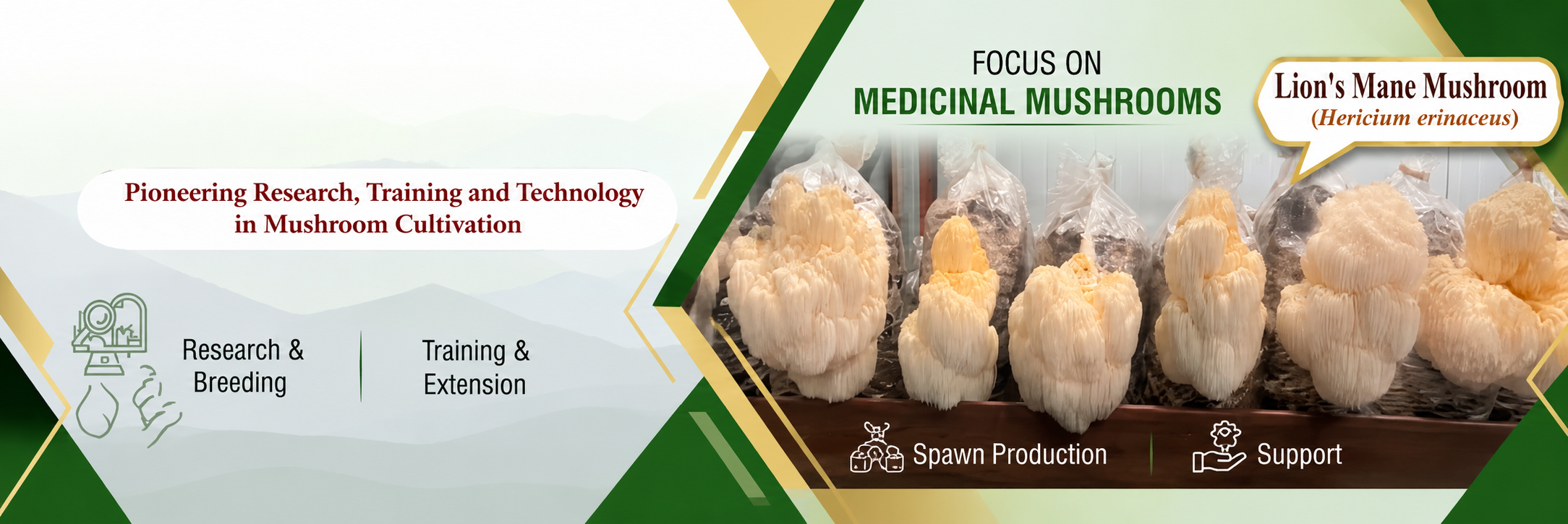 Hericium Mushroom - Monkey Head Mushroom